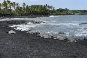 【黒砂海岸】ハワイ島南部にあるプナルウ黒砂海岸にはウミガメが見られることも。火山の島、ハワイ島ならではの黒い砂浜のビーチです。