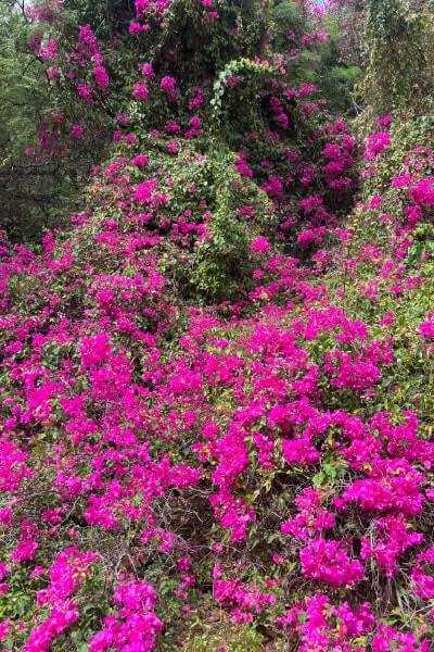 ココヘッドクレーターの植物園